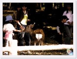 kyoto & nara * (52 Slides)